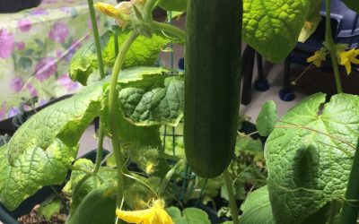 Growing Great Cucumbers