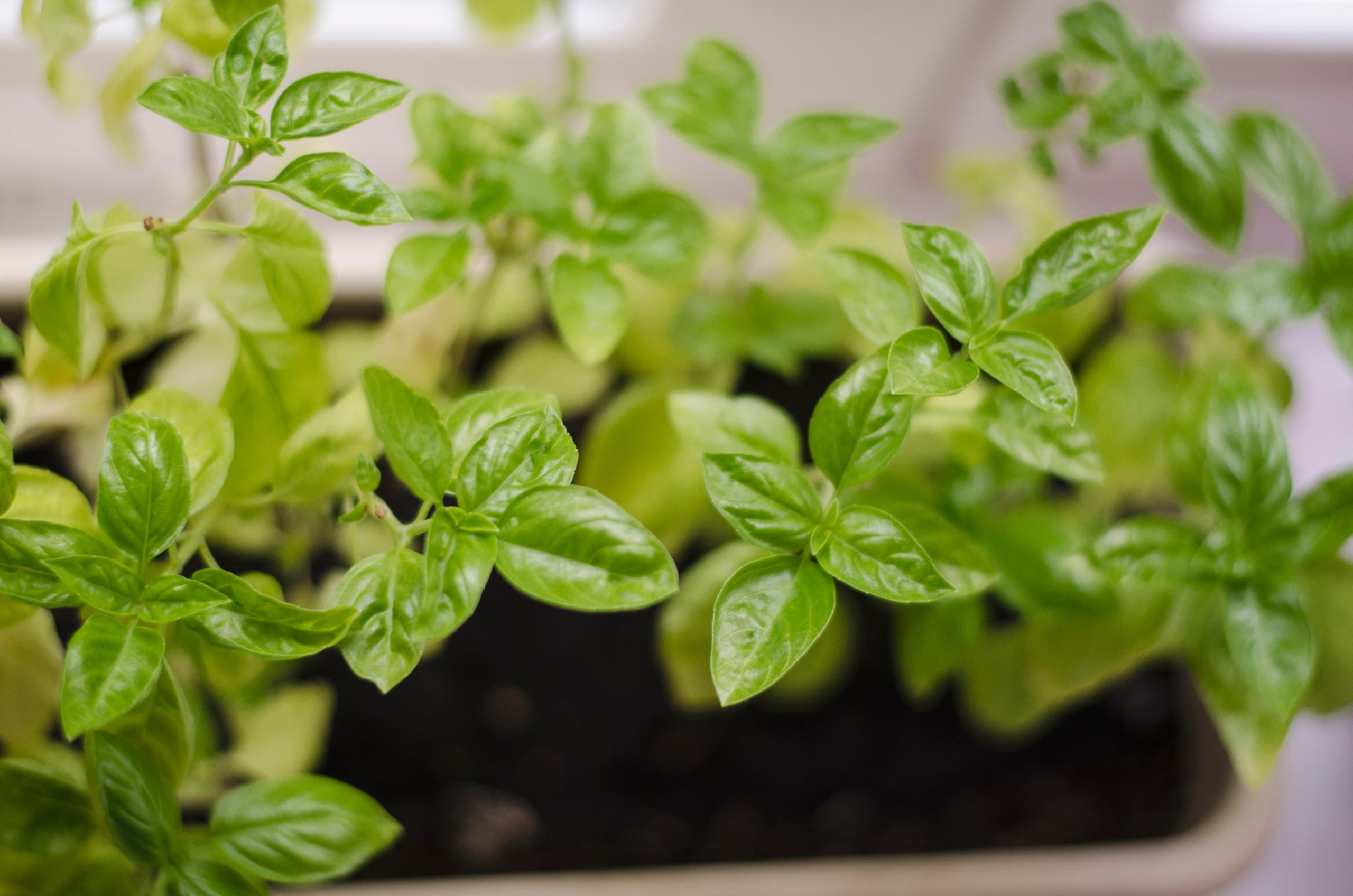 Why Pruning Basil Makes the Plant Bushy Little Green Thumbs 2023