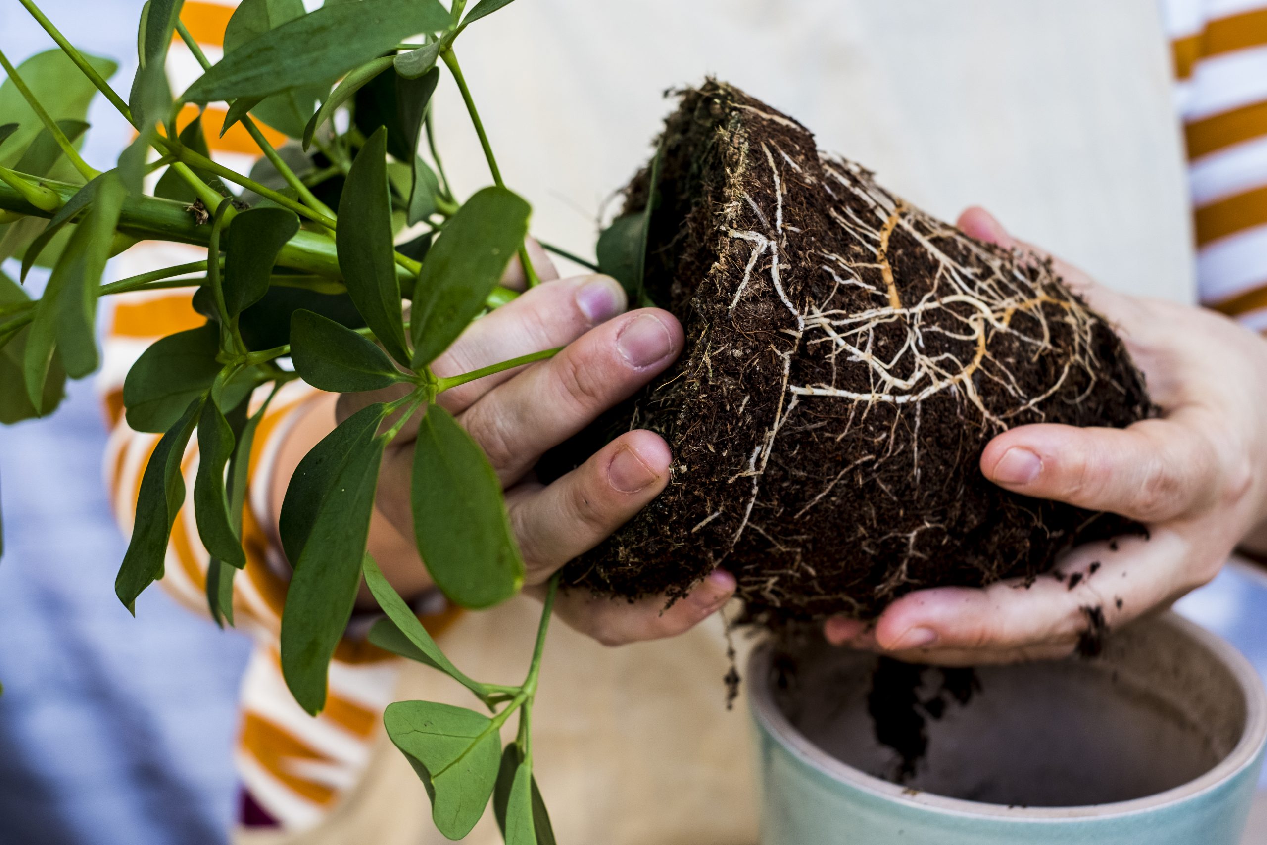 Do You Plant Potatoes Sprouts Up - What Month Do You Plant Potatoes